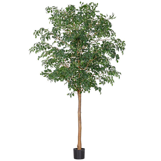 Ficus Tree 10'