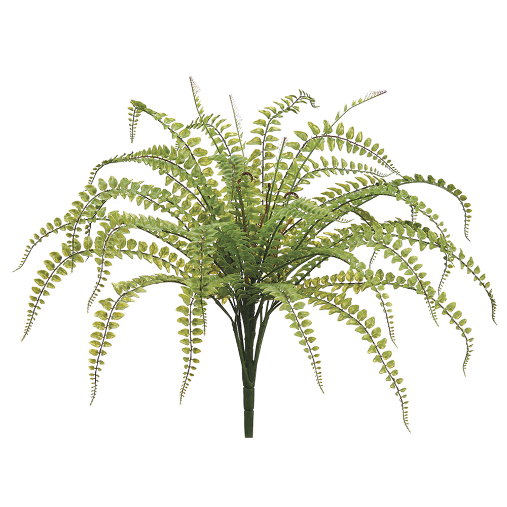 Fishtail Fern 24"