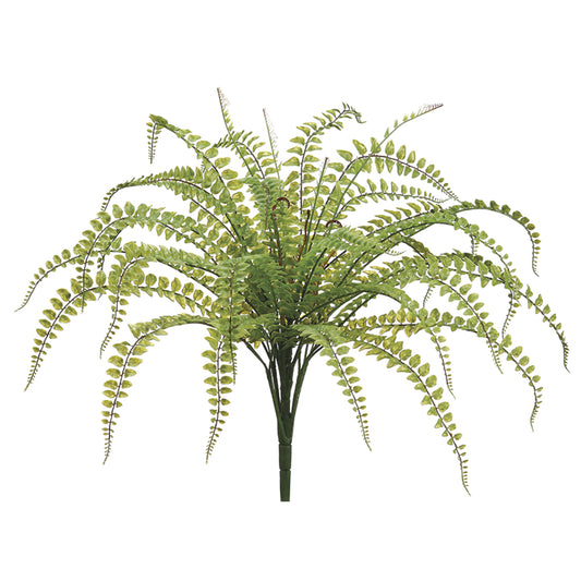 Fishtail Fern 24"