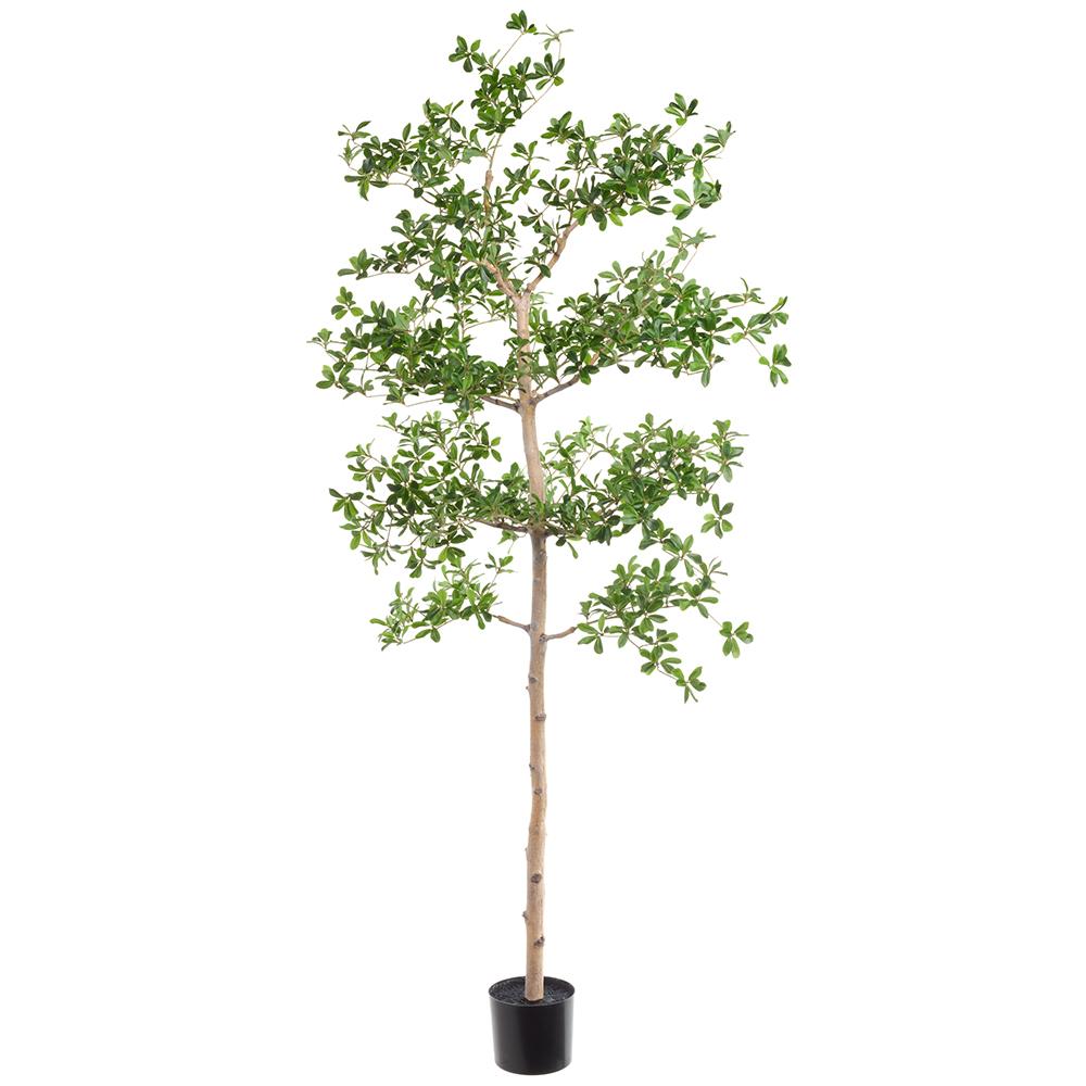 Jucaro Tree 6'