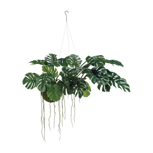 Hanging Monstera Kokedama Small