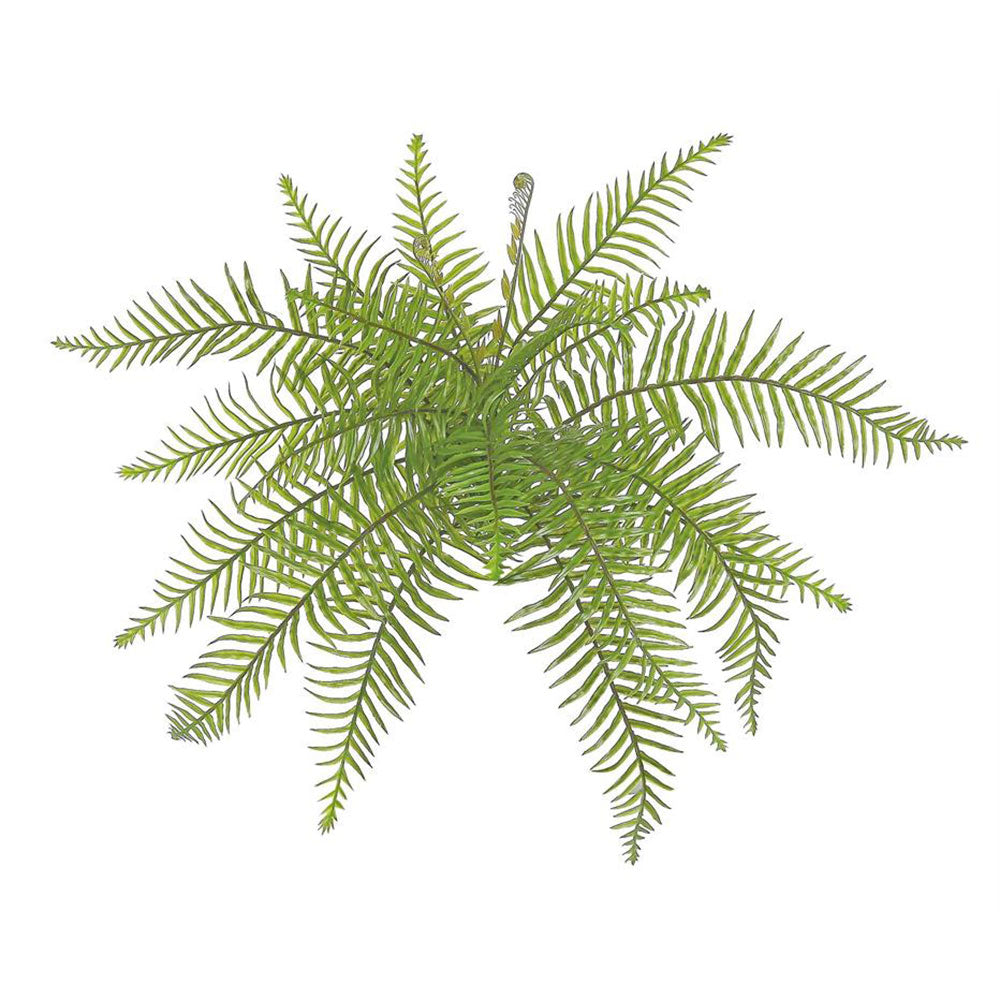 Needle Leaf Fern 14"