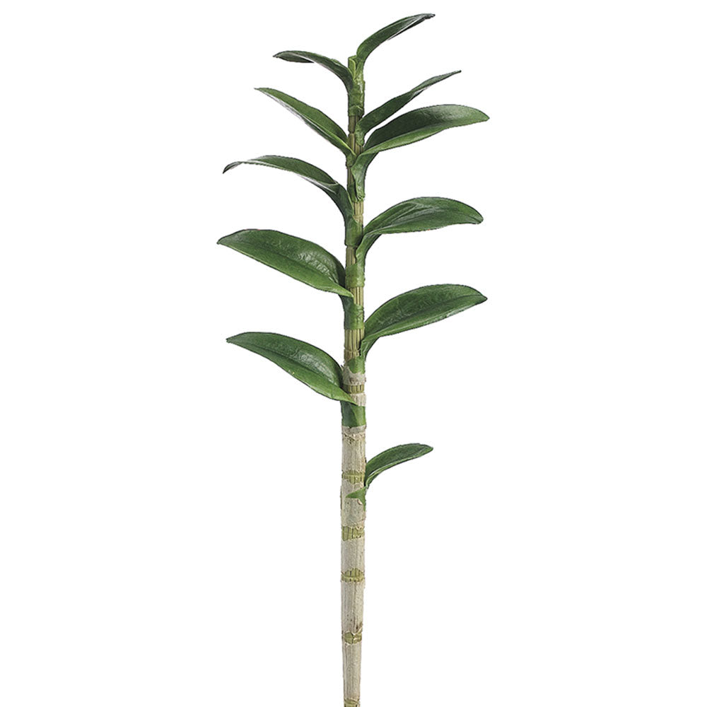 Dendrobium Orchid Leaf Set 29"