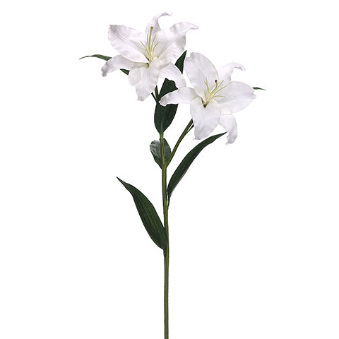 Casablanca Lily 36