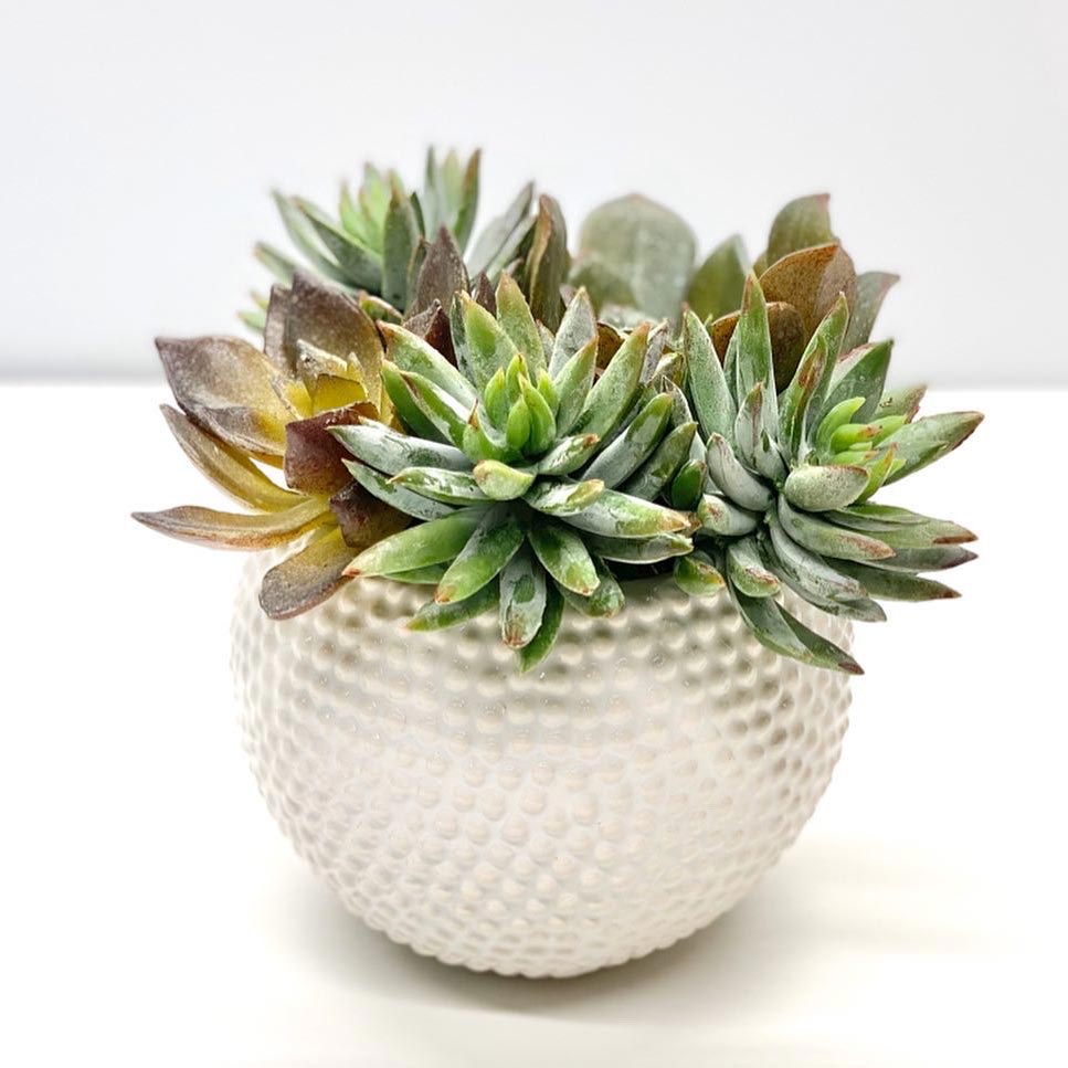 The Best Fake Succulents: IKEA, Target & 3 Others