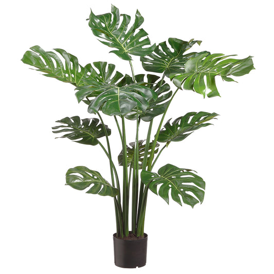 Monstera Plant Potted 4'